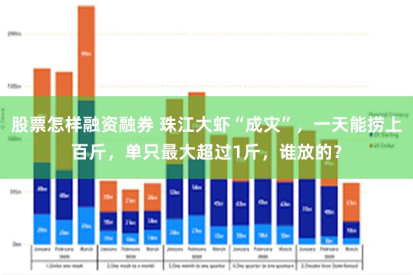 股票怎样融资融券 珠江大虾“成灾”，一天能捞上百斤，单只最大超过1斤，谁放的？